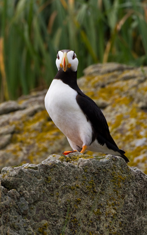 Horned Puffin